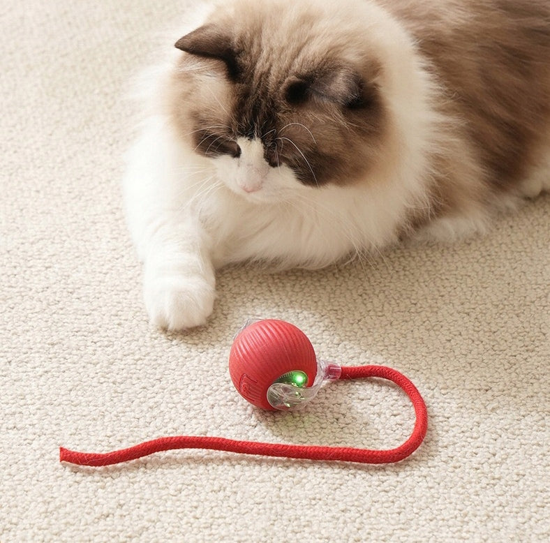 Interaktywna zabawka dla kota